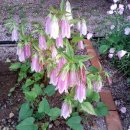 화양읍사무소 이미지