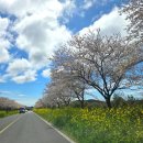 남원읍-102 | 제주 벚꽃 드라이브 코스 추천 녹산로 전농로까지 하루 완벽 코스