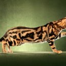 [벵갈고양이/뱅갈고양이] 멋진 브라운 마블 벵갈고양이... 이미지