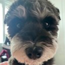 강아지 꼬야 이미지