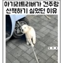 아기 리트리버가 견주랑 산책하기 싫었던 이유 이미지