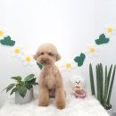 bbodog(뽀독) 이미지