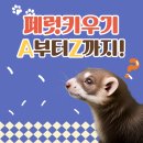 해동가축병원 | 페럿 키우는 법 총정리!