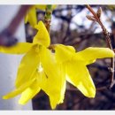 담장너머 이미지