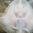 대서양 홍어 (Thornback ray) 이미지