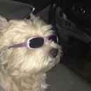 Happiness puppy 이미지