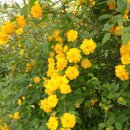 목상동 솔밭길 이미지