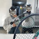 [인천 계양 테니스] 퍼스트스포츠 스트링교체 - 요넥스 폴리투어레브, 던롭 블랙위도우