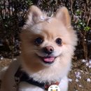 아리's dog 이미지