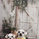 솜이 펫살롱 이미지