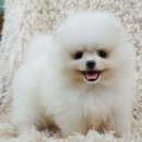 레볼루션애견 네이버블로그