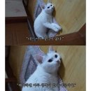인싸들 노는곳 아싸가 왔더니 기 빨리네요 이미지