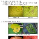 비온 후 기온 높아지면 사과 ‘갈색무늬병’ 주의 이미지