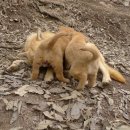 강아지 사랑 이미지