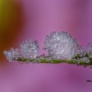 Ice-Dew 이미지