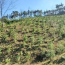 조림이네 이미지