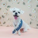 퍼피원데이 이미지