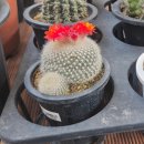 대문안 농장 | 광주 족욕 체험 추천｜허브테라피 힐링 데이트 치유의 정원 후기