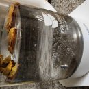 지리산황금농장 | 워킹맘 면역력 필수템 지리산 새희망 상황버섯 추천이유