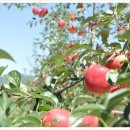 거창-고제-15 이미지