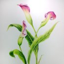 꽃그림 보타니컬아트 이미지