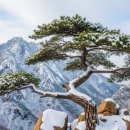 소나무 - 안산시 단원구 광덕2로 185-8 | 소나무