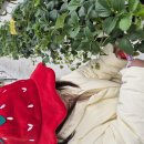 대전 근교 체험 🌞 🍓논산 또로롱딸기농장🍓