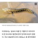 한국산 가물치 습격?…美 호수서 ‘프랑켄피시’ 잡혔다고 ‘덜덜’ 이미지