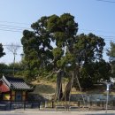죽변장식 이미지