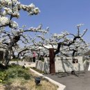 배나무목장 이미지