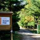 구가의 견 이미지