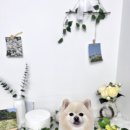 더 빛나개(The 빛나개) 이미지