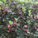 동막골 축산 이미지