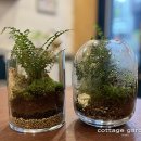내 책상위의 작은 숲 테라리움 이미지
