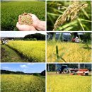 풍요의 바람 이미지