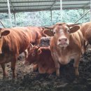 가을이네 이미지