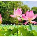 울미연꽃마을 이미지