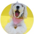케이스그라피