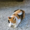 꿈앤궁전 | 목포 여행 첫째 날 :: 유달콩물, 나리옥, 손소영 갤러리 앤카페, 포도 책방, 해상 케이블카, 서울순대