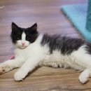 블루드라이어드 이미지