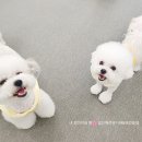 내 강아지의 봄 일산애견유치원&애견호텔 이미지