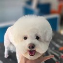 플러피독 | 애견미용사가 써본 K9 플러피 샴푸, 컨디셔너는 뭐가 다를까?