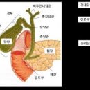 담도암 전조증상 3가지 만성 담석증 원인 쓸개담석 치료 이미지
