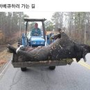 통돼지 바베큐 이미지