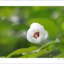 산목련 Daum카페