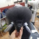 강아지song 이미지