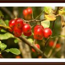 용호초등학교사거리 이미지