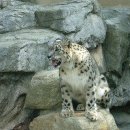 눈표범 (Snow leopard) 이미지