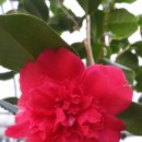 호두나무 이미지