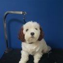 펫월드 시민공원점 앞(새싹로 76) | 서면말티미용 실용적인펫미용 관리편한말티미용 펫월드시민공원 진구애견미용 초읍애견미용 달목욕환영